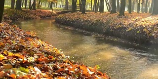 欧洲乌克兰Ternopil市Topilche Hydropark令人惊叹的秋天。强烈的阳光落在红色和橙色的叶子上