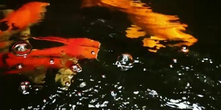 美丽多彩的日本锦鲤在清澈的水里慢慢地游动。