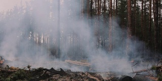 森林火灾，锯过的树木燃烧和冒烟后，砍伐木材，破坏树木