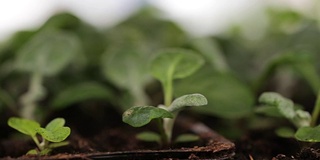 温室镰孢属植物，装饰园艺用植物栽培，选择性聚焦微距拍摄