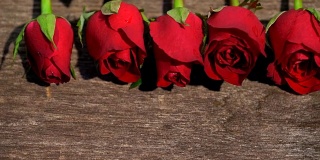 多莉拍摄的红玫瑰是美丽的花为爱的意义，在情人节，可用于家庭装饰，复制空间。