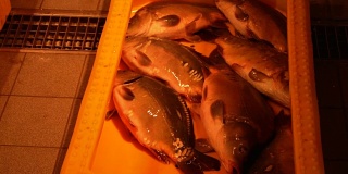 鱼市上的活欧洲鲤鱼装在黄色塑胶容器内