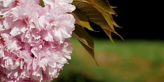 日本花园里盛开着美丽的粉红色樱花