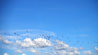 SLO MO -巨大的鸟群与Cloudscape飞行视频素材模板下载