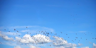 SLO MO -巨大的鸟群与Cloudscape飞行