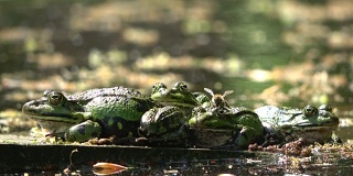 水蛙，花园池塘里的蛙蛙，蜜蜂在青蛙上爬行，4K