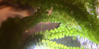 海藻，小扁豆藻