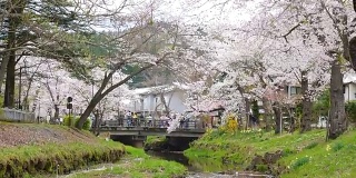 樱花迎风摇曳在大野Hakkai的风景，慢镜头