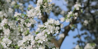 苹果树开花