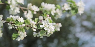 白色的苹果花