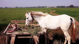 马在绿色的田野附近吃草视频素材模板下载