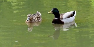 鸭子在春天的湖面上游泳。水面上有公鸭和母鸭。