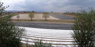 Asparagus fields with plastic foils in Tiengen, frost protection, 4K