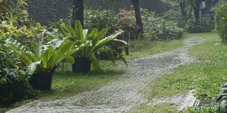 Rain位于热带国家。倾盆大雨下在街上