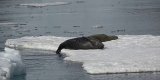 威德尔海豹躺在冰上