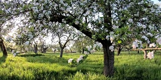 果树种植与苹果树，开花，草甸果园，4K