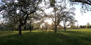 果树种植与苹果树，开花，草甸果园，4K