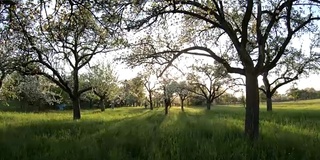 果树种植与苹果树，开花，草甸果园，4K