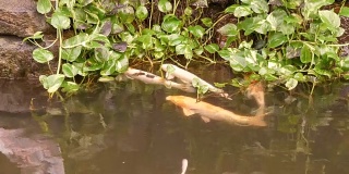 大而漂亮的红鲤鱼在池塘里滑稽地喝水
