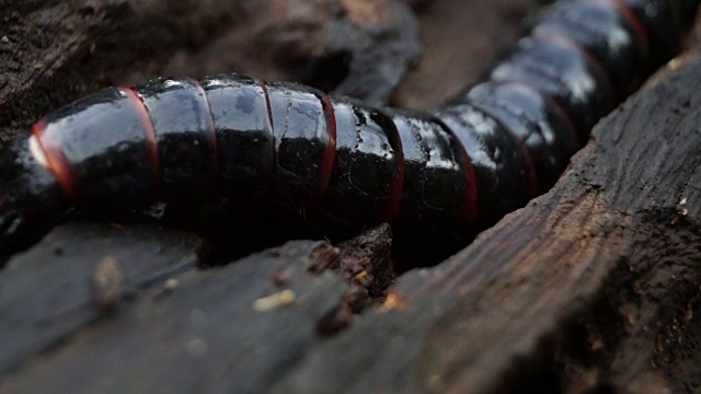 beetle larva species crawls on rotting wood