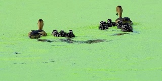 水鸭鸭的家庭