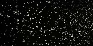 暴风雨的天气，下雪，大雪花孤立在黑色的背景。真实的镜头光晕，很容易使用混合/叠加模式。