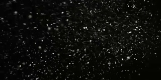 暴风雨的天气，下雪，大的雪花与风，孤立在黑色的背景。真实的镜头光晕，很容易使用混合/叠加模式。