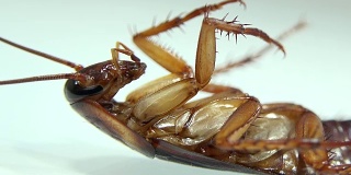 蟑螂在白色玻璃上分离并死亡，有光效应