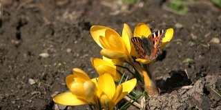龟甲蝴蝶在藏红花上的春天