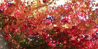 秋天风吹落叶颜色变化
