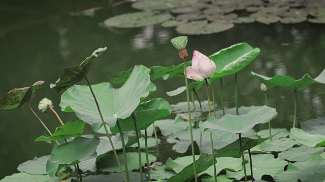 睡莲或荷花在阳光明媚的日子里在湖上开花和叶，以散景为背景