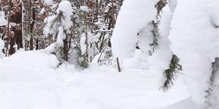 摄影师正在冬季森林中寻找美丽的风景。