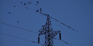一群乌鸦在飞翔