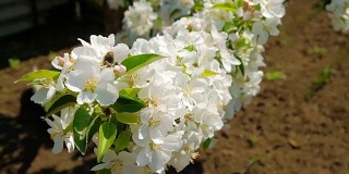 甲虫在春天开花的果树和枝头的梨花上交配