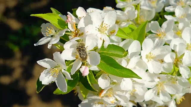甲虫在春天开花的果树和枝头的梨花上交配