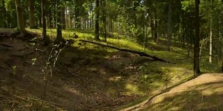 在一个阳光明媚的夏天穿过欧洲森林的POV镜头