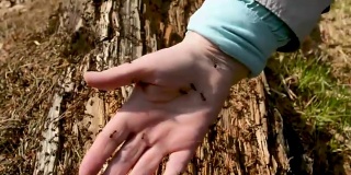 人正摸着红林木蚁巢，手里满是咬人的蚂蚁