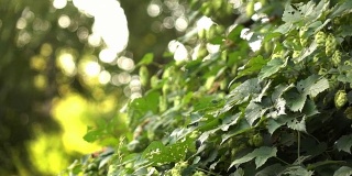 阳光明媚的日子里，绿色灌木上的啤酒花球果。模糊的背景。缓慢的运动。1080p全高清视频