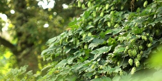 花园里有成熟的啤酒花球果的绿色灌木。缓慢的运动。1080p全高清视频