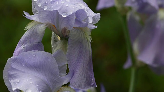 极端近距离的紫色鸢尾花