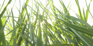 天空，阳光透过草地，夏天，躺在草地上