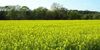 油菜田景观