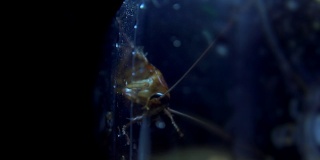 蟑螂隔离是躲在暗处，避光的效果