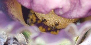 蜜蜂采集甘薯花蜜