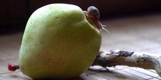 蜗牛爬过树干和绿色的梨子，可爱的动物，电影背景
