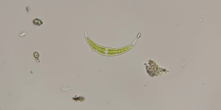 硅藻Klosterium显微镜下
