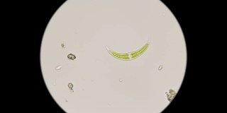 硅藻Klosterium显微镜下