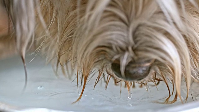 长毛狗用碗喝水