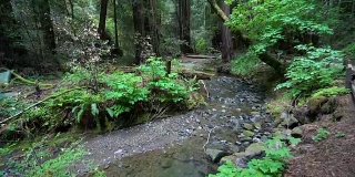 森林里宁静的泉水流淌着山谷的溪流和高大的红杉