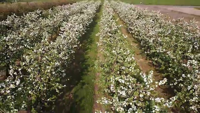 波兰田野中成行开花苹果树的鸟瞰图